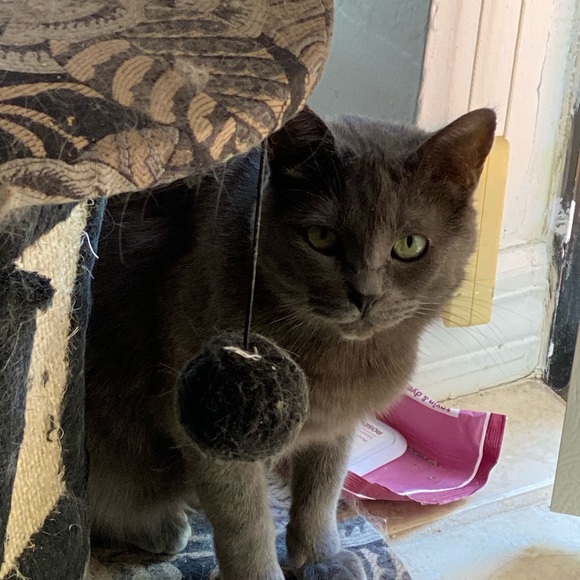 Meet your Posher, Gina - Picture 6 of 6